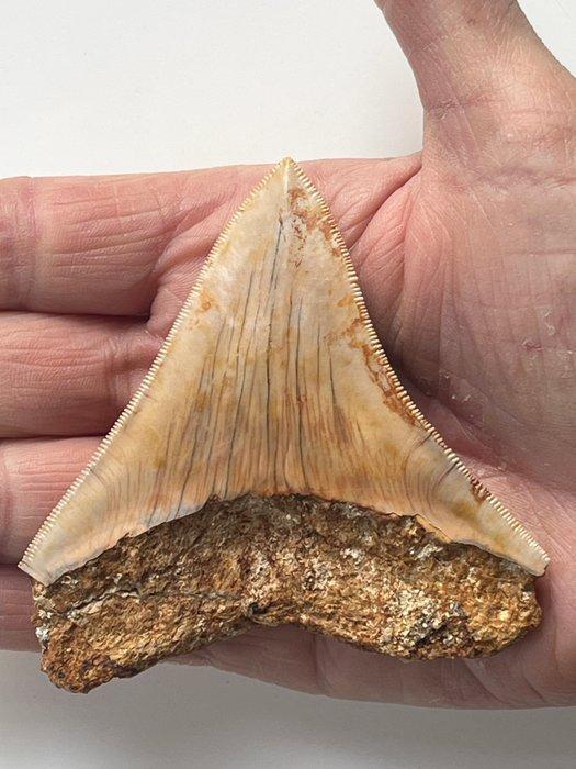Megalodon tand 9,0 cm - Fossiele tand - Carcharocles, Antiek en Kunst, Curiosa en Brocante