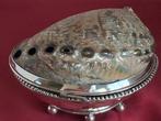 Schaal Zeeschelp - caixa em prata com tampa concha do mar, Antiek en Kunst