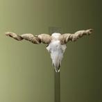 Racka Schaap Schedel Taxidermie Opgezette Dieren By Max, Ophalen of Verzenden, Nieuw, Wild dier, Opgezet dier