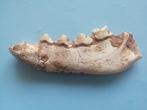 Hyena hemimandible, Ictitherium sp., uit het late Mioceen -