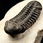 Fossile de trilobite – Dévonien, Maroc Carapace - Phacops, Nieuw
