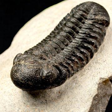 Fossile de trilobite – Dévonien, Maroc Carapace - Phacops