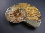 Ammoniet - Gefossiliseerde schelp - Aioloceras (Cleoniceras)