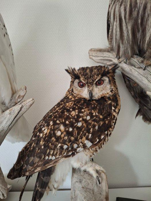 Cape Eagle-Owl Taxidermie volledige montage - Bubo capensis, Verzamelen, Dierenverzamelingen