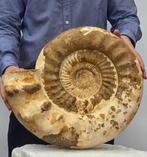 Grote ammoniet - 24 kg - Gefossiliseerde schelp -
