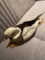 Eend Taxidermie volledige montage - Clangula hyemalis - 15, Verzamelen, Dierenverzamelingen, Nieuw