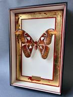 Papillon de nuit Support de corps entier pour taxidermie -, Collections