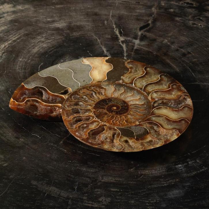 Ammoniet Taxidermie Opgezette Dieren By Max, Verzamelen, Dierenverzamelingen, Opgezet dier, Nieuw, Wild dier, Ophalen of Verzenden