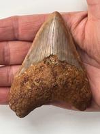 Megalodon tand 9,2 cm - Fossiele tand - Carcharocles, Verzamelen, Mineralen en Fossielen