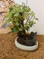 Bonsaï Arbre à Prune (Sageretia theezans) - Hauteur (arbre)