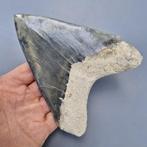 Big ultra serrated quality Megalodon Shark - Fossiele tand -, Verzamelen, Mineralen en Fossielen