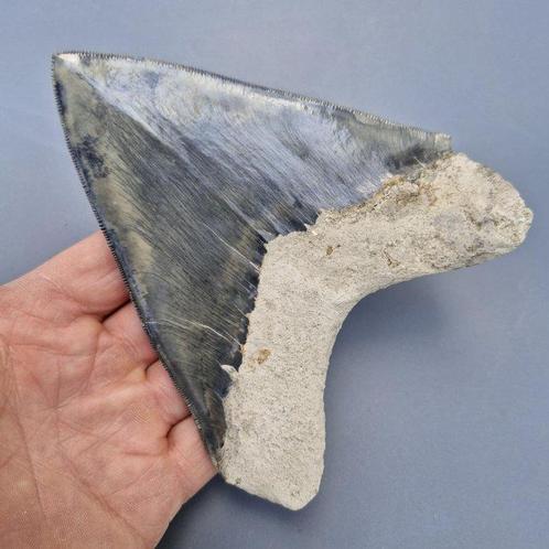 Big ultra serrated quality Megalodon Shark - Fossiele tand -, Verzamelen, Mineralen en Fossielen