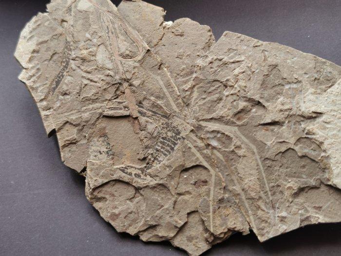 Zeldzaam 125 miljoen jaar oud waterkeverspecimen - Fossiel, Verzamelen, Mineralen en Fossielen