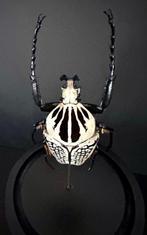 Goliathkever Taxidermie volledige montage - Goliathus, Verzamelen, Nieuw