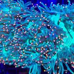 Catalaphyllia Jardinei Ultra Green / Golden Tips S (Ong. 10, Dieren en Toebehoren, Vissen | Aquariumvissen