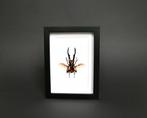 Loofhoutboktor Taxidermie volledige montage - Cyclommatus