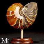 Fossil Nautilus op decoratieve standaard. - Gefossiliseerde, Nieuw