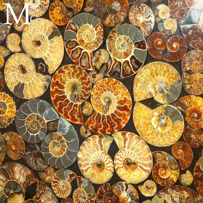 Une table de premier ordre exceptionnelle en ammonites, Verzamelen, Mineralen en Fossielen