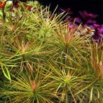 Pogostemon stellatus - In Vitro, Dieren en Toebehoren, Verzenden, Nieuw