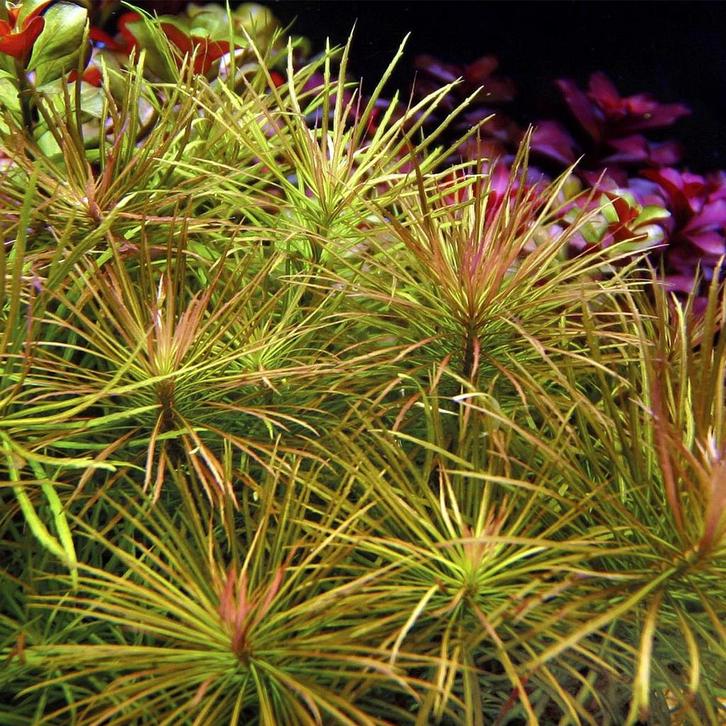 Pogostemon stellatus - In Vitro, Dieren en Toebehoren, Vissen | Aquaria en Toebehoren, Nieuw, Verzenden