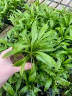 Echinodorus Magdalenensis (Aquariumplanten), Dieren en Toebehoren, Verzenden, Nieuw, Plant(en), Steen of Hout