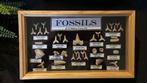 Haai, Mosasaurus, Enchodus, Corax en meer - Fossiele tand -