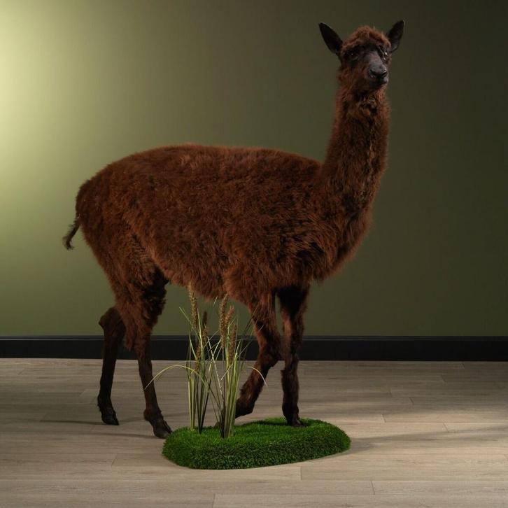 Alpaca Taxidermie Opgezette Dieren By Max, Verzamelen, Dierenverzamelingen, Opgezet dier, Nieuw, Wild dier, Ophalen of Verzenden