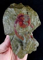 Primitieve stekelhuidige - opgelost!!! - Gefossiliseerd dier