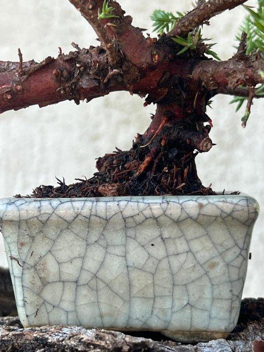 Jeneverbes bonsai (Juniperus) - Hoogte (boom): 20 cm -, Antiquités & Art, Curiosités & Brocante