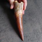Dinosaurus - Fossiele tand - Spinosaurus aegyptiacus - 146