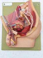 Anatomisch model - kunststof - 1950-1960 - Bekken van man, Antiek en Kunst