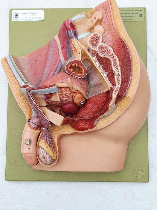 Anatomisch model - kunststof - 1950-1960 - Bekken van man, Antiek en Kunst, Antiek | Wandborden en Tegels