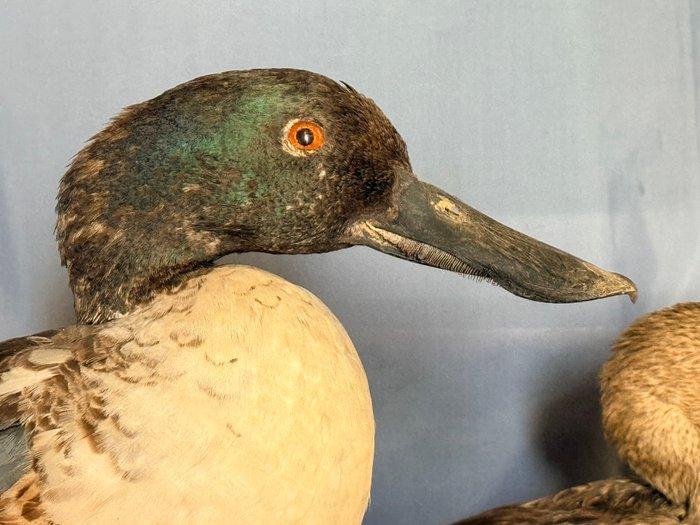 Gewone pollepel Taxidermie volledige montage - Spatula, Verzamelen, Dierenverzamelingen