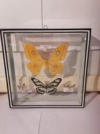 Papillon Support mural pour taxidermie - Nudaurelia dione -, Nieuw