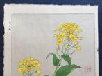 Rape blossom or Nanohana or Natane - Kawarazaki Shodo
