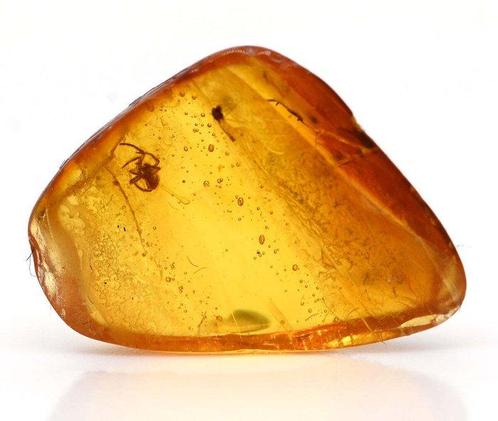 Baltisch barnsteen - Fossiele cabochon - Arachnid Spider, Verzamelen, Mineralen en Fossielen