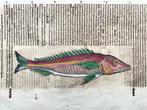 Conrad Gesner [Konrad Gessner] 1516-1565: Fishbuch: European