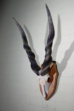 Fine quality Lord Derby Antelope Schedel - Taurotragus, Collections, Collections Animaux