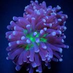 Euphyllia Cristata (Joker) (2 koppen), Dieren en Toebehoren, Vissen | Aquariumvissen