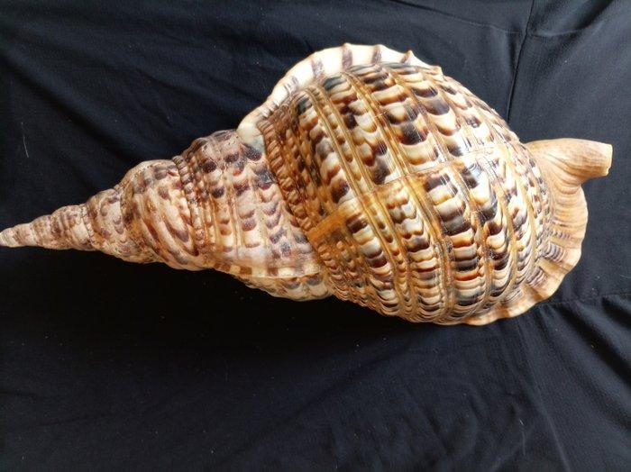 Gastropode Zeeschelp - Charonia Tritonis (Zonder, Verzamelen, Dierenverzamelingen