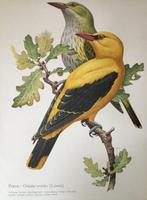 Kronen-Verlag Erich Cramer Hamburg. - affiche scolaire