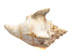Tricorn Conch met operculum !!!! ****verzamelaarsstuk**** -, Verzamelen, Nieuw