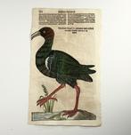 Conrad Gesner [1516-1565], Konrad Gessner - Ibis,, Antiek en Kunst