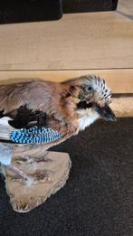 Geai bleu des chênes Support mural pour taxidermie -