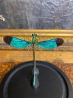 Cloche en verre - insecte - 2020 et après, Antiquités & Art