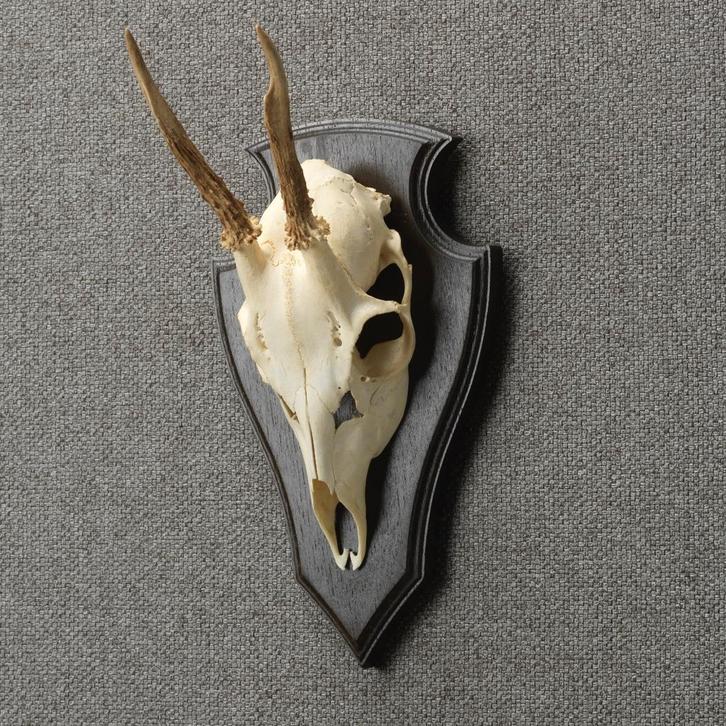 Reebok Schedel Taxidermie Opgezette Dieren By Max, Verzamelen, Dierenverzamelingen, Opgezet dier, Nieuw, Wild dier, Ophalen of Verzenden