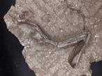 Fossiele matrix - Ornithomimosauria - 26 cm - 25 cm