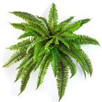 Kunstplant Boston Varen 80 cm, Verzenden