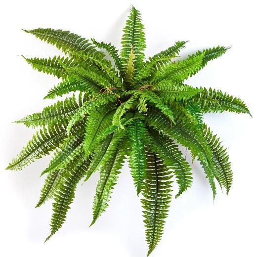 Kunstplant Boston Varen 80 cm, Huis en Inrichting, Kamerplanten, Verzenden