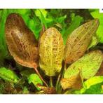 Mix van 3 Echinodorus (zwaaardplanten), Dieren en Toebehoren, Vissen | Aquaria en Toebehoren, Nieuw, Verzenden